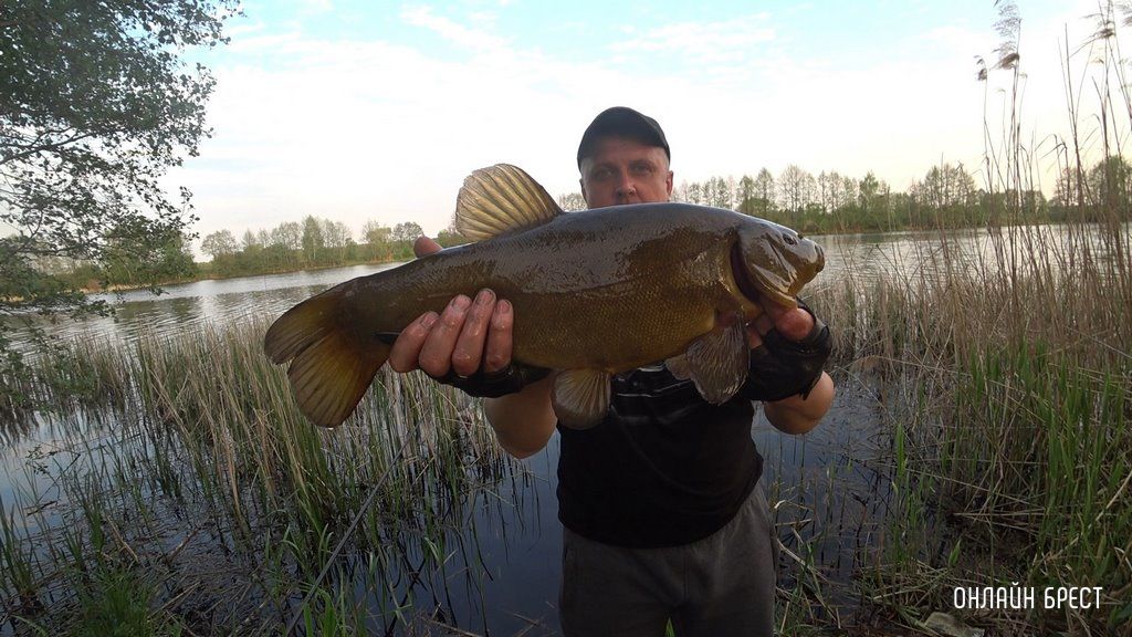 Читатель: Рыбак из Бреста поймал огромного линя. Рыба поймана вечером на поплавочную удочку