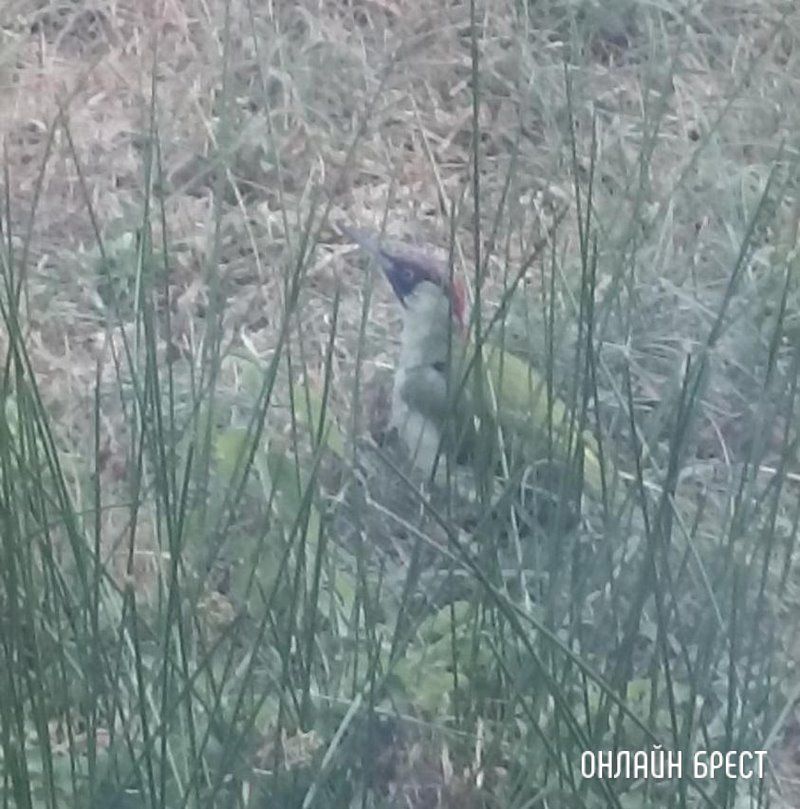 Читатель: Вот такую птицу удалось сфотографировать. Очень интересно, что за она?