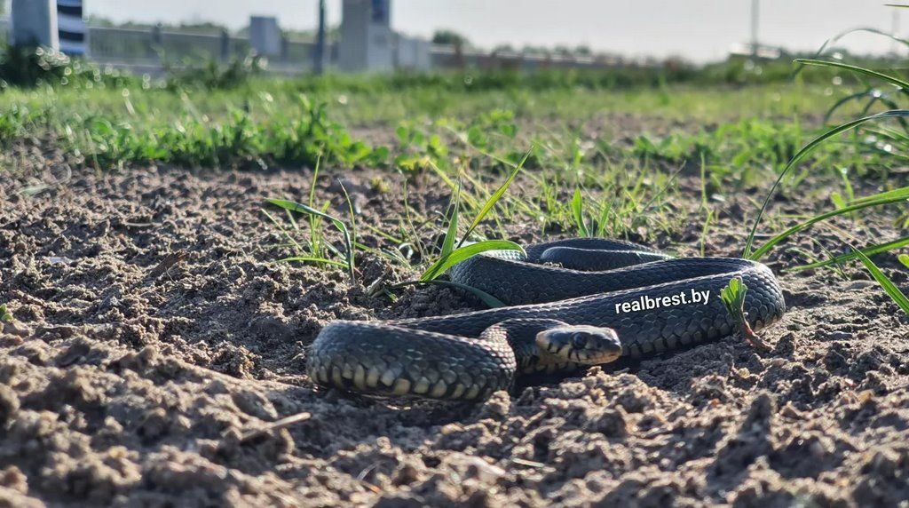 В Бресте на набережной выполз погреться на солнце уж