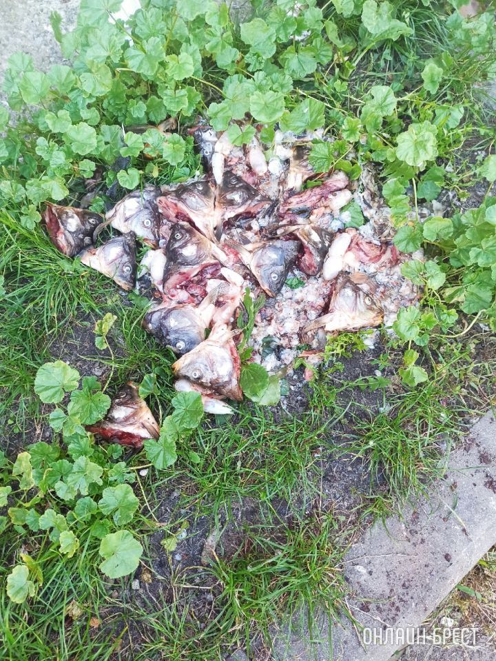 Брест, Машерова, 39 .Так выкидывают в Бресте мусор