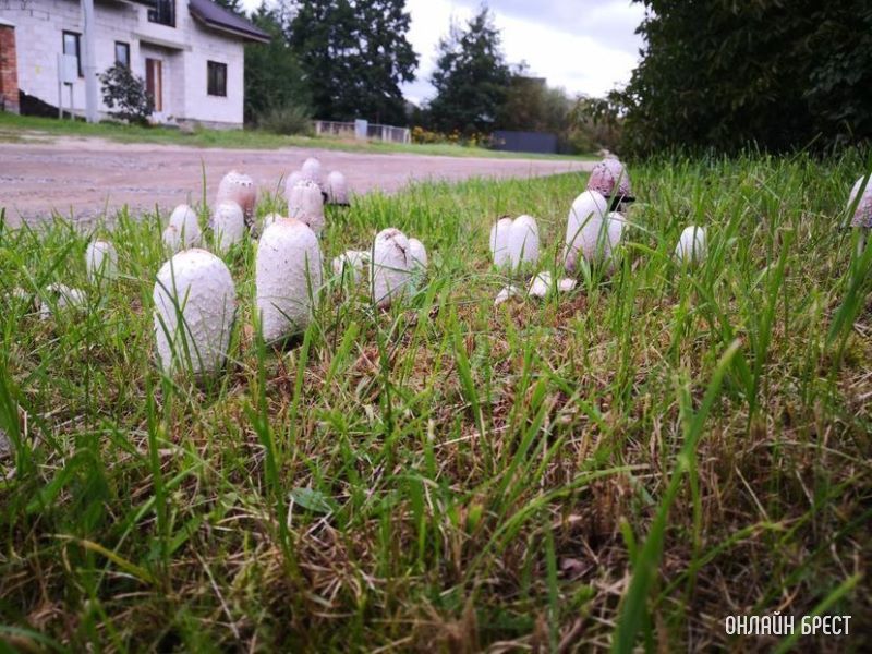 Интересная поляна грибов высыпалась на обочине возле дороги на Красном дворе. Интересно, что это за гриб?