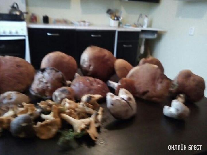 А как у вас дела с грибной «охотой»?