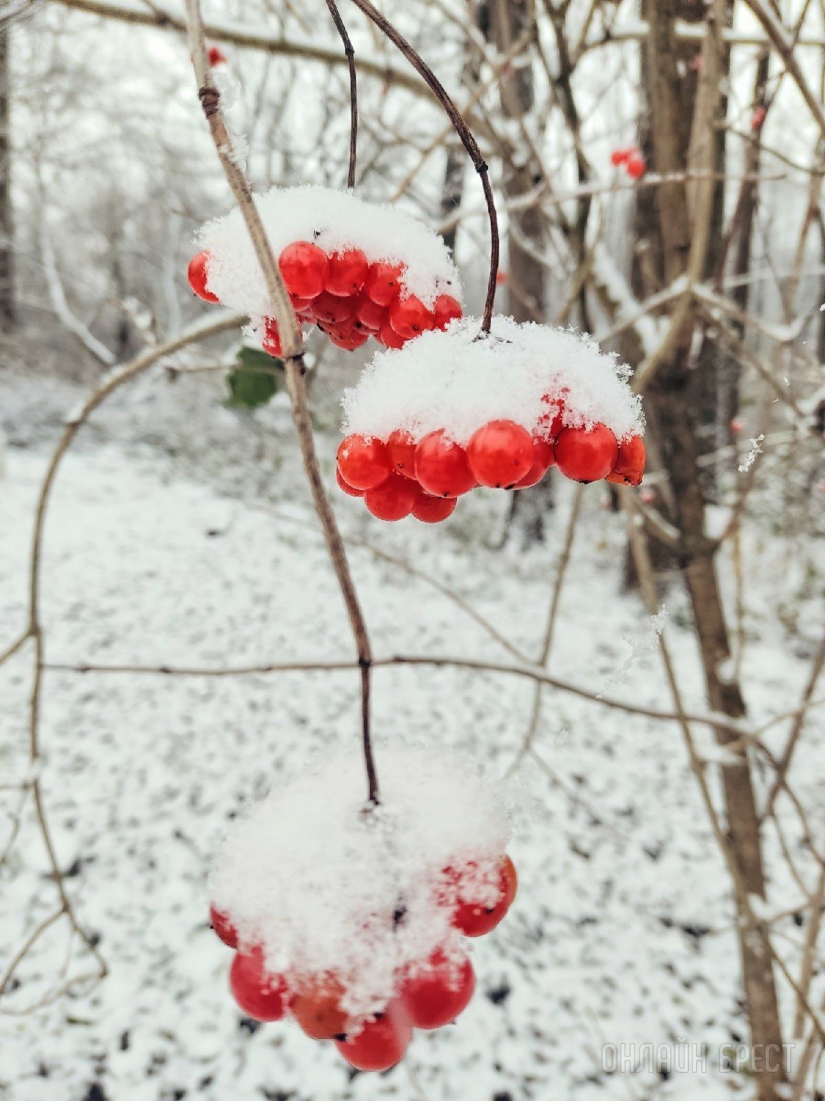 Первый снег  в Жабинке!