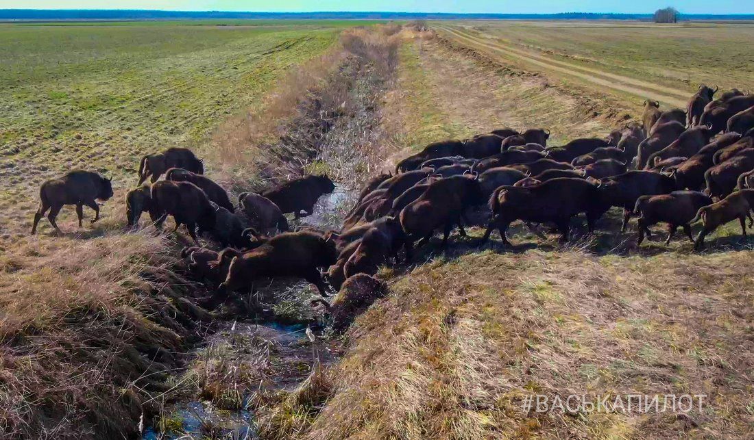 Большое стадо зубров в Беларуси попало в объектив камеры