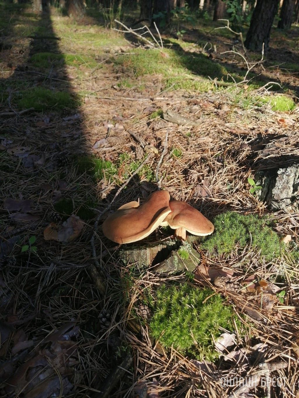 Читательница: Мой грибной «улов». Малоритский район, 6 августа