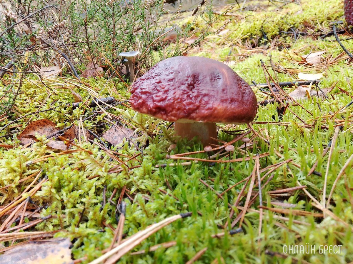 Читатель: Тихая охота удалась!