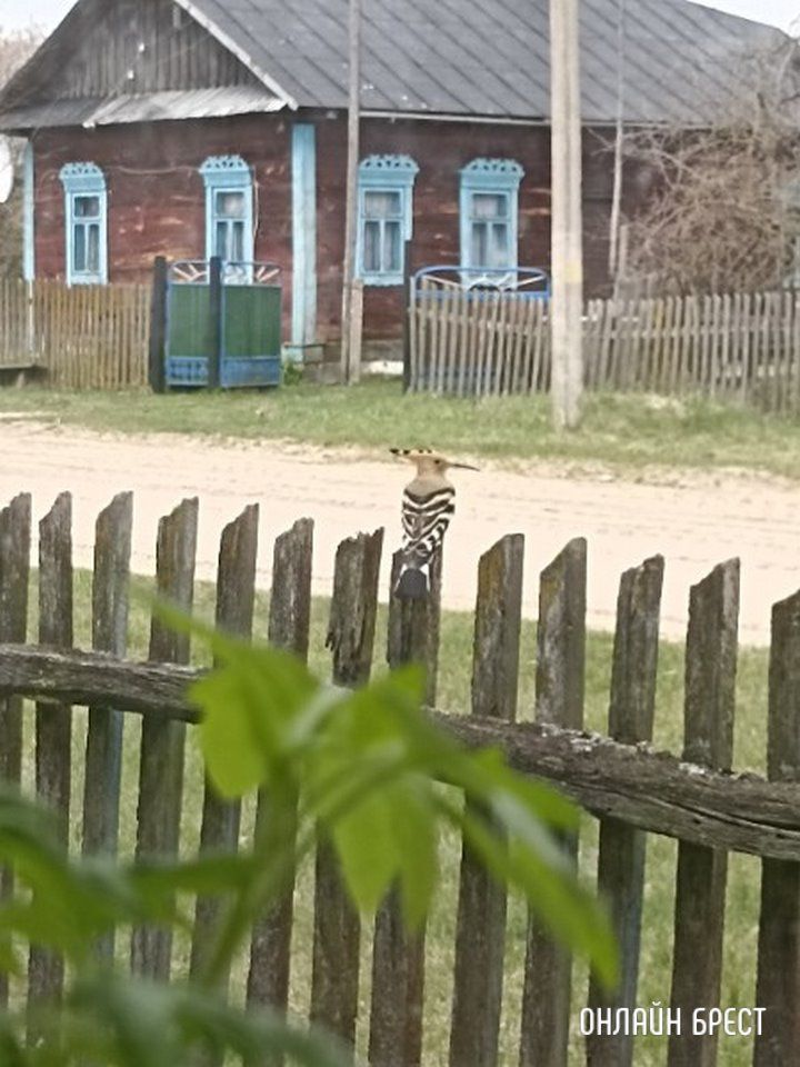 Читатель: Посмотрите, какая птица была замечена в Брестской области (Ивановский район, деревня Завоятин)