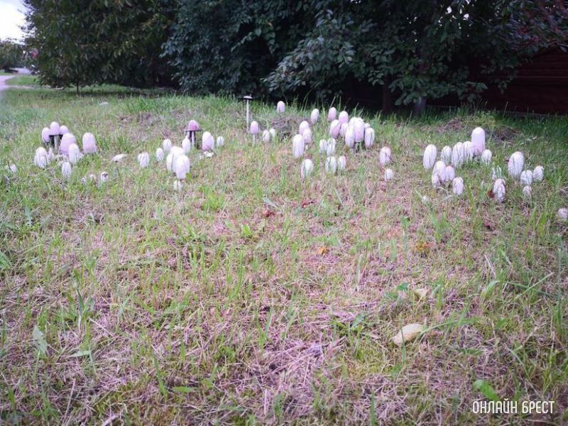Интересная поляна грибов высыпалась на обочине возле дороги на Красном дворе. Интересно, что это за гриб?