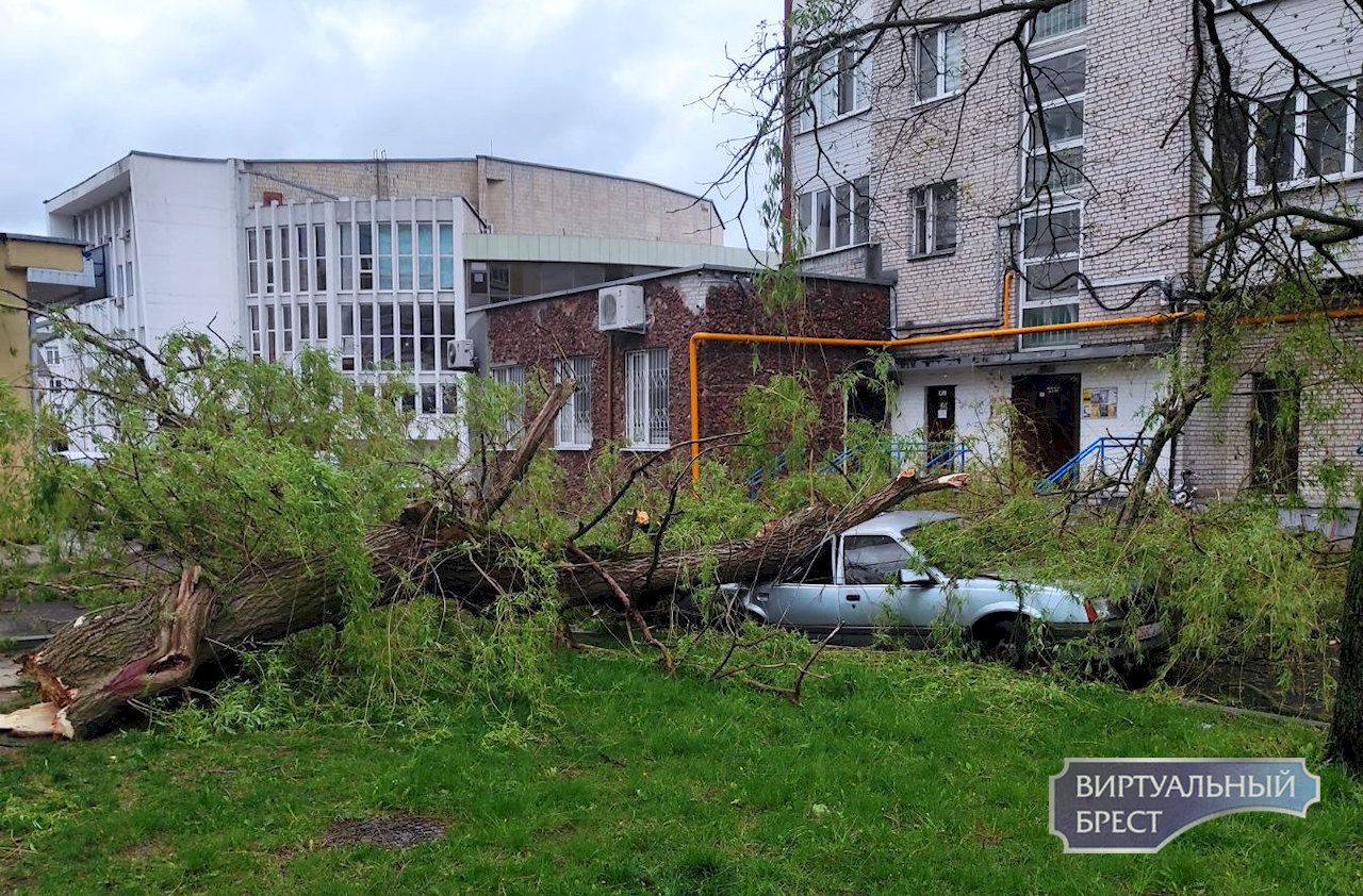 Кому-то не повезло. В центре Бреста дерево упало на автомобиль