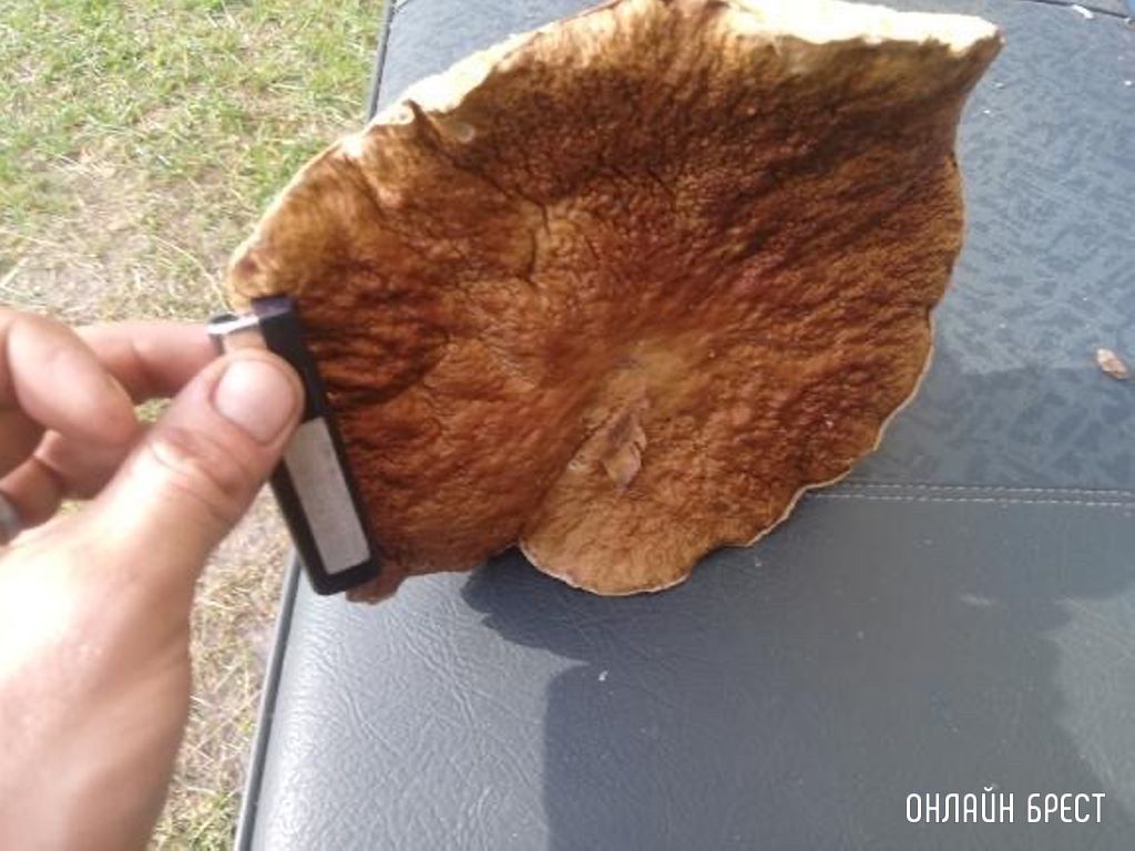 Вот такой очень большой и чистый гриб нашёл в Брестской области в Ивановском районе