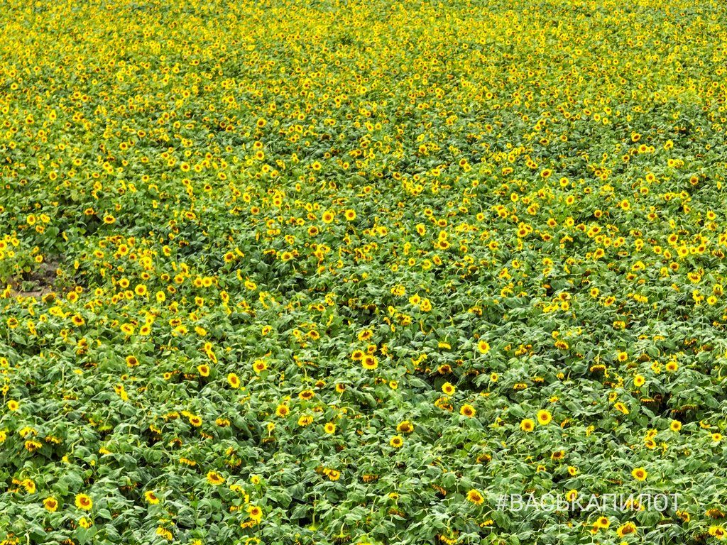 Поле подсолнухов в Брестской области