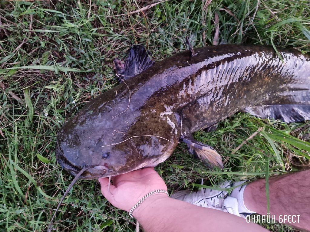 Читатель: Город Жабинка. Вчера был пойман сом. Вес: 15,03 кг. Длина: 122.7 см.