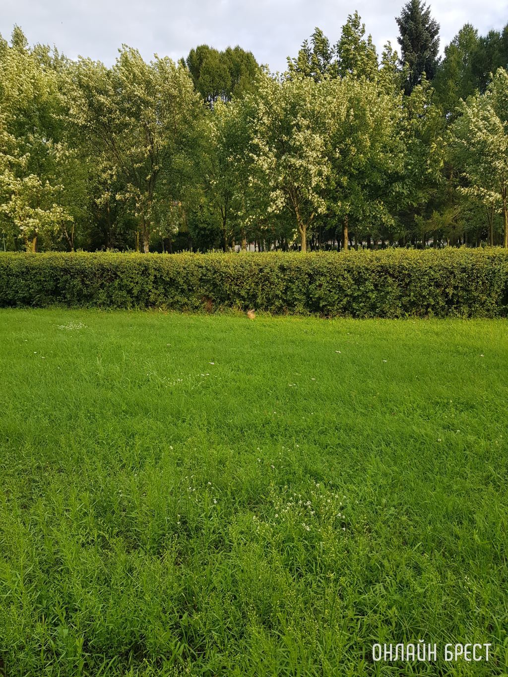 Возле Брестского государственного технического университета живёт заяц