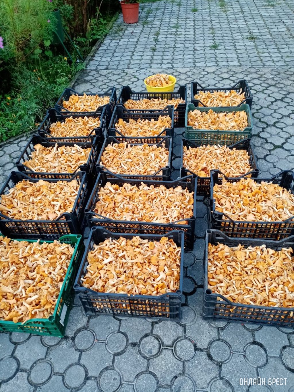 Грибной «улов» наших читателей