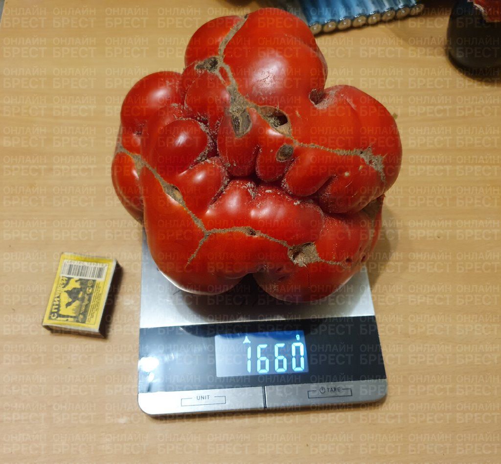 Вот это гигант! Посмотрите, какой помидор вырос у нашей читательницы