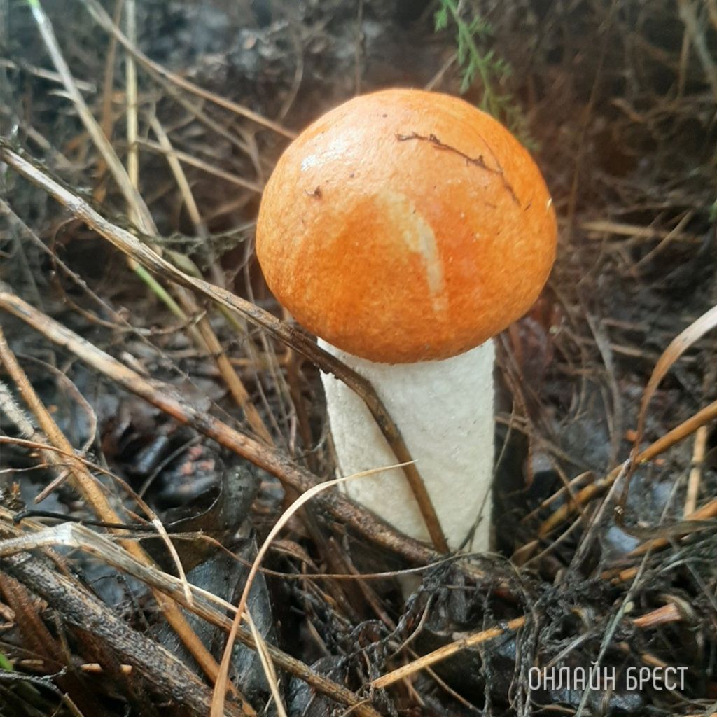 Читатель: Сегодня открыл грибной сезон :) Кобринский район