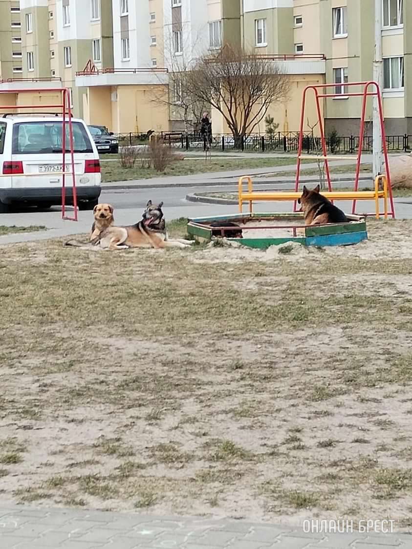Читатель: Вот такие собаки гуляют во дворах в Бресте на Пронягина/Гвардейская. С детьми спокойно не погуляешь