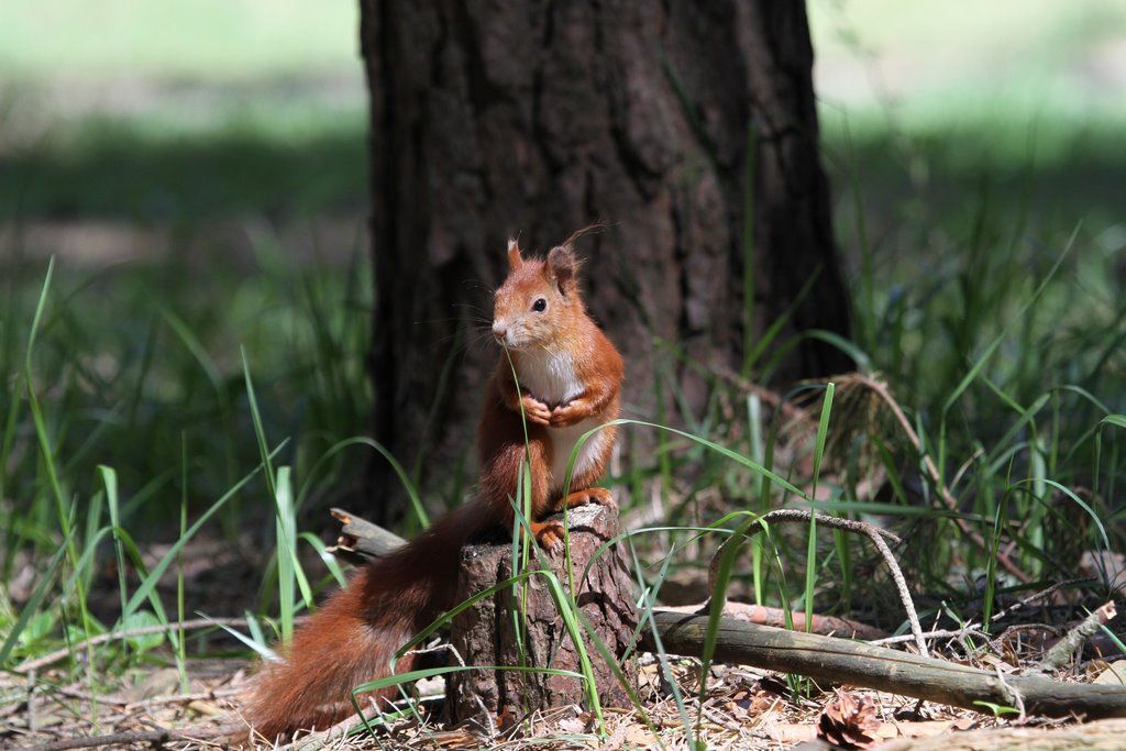 Читатель: В парке Воинов-интернационалистов много белок. Любят и выпрашивают орехи