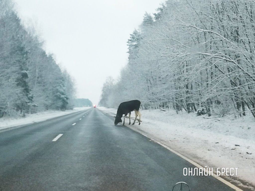 Читатель: Сегодня на дороге в Брестской области