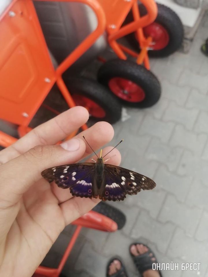 Переливница ивовая. Редкий вид бабочек