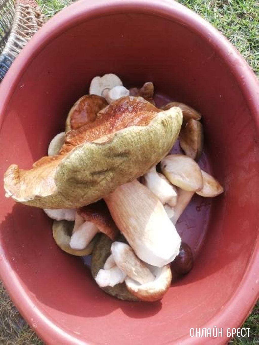 Вот такой очень большой и чистый гриб нашёл в Брестской области в Ивановском районе