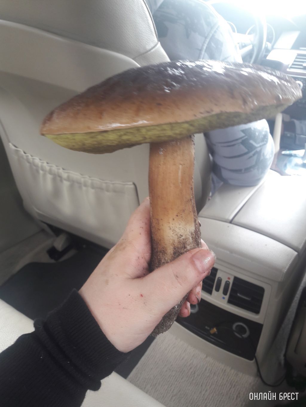 Вот такой урожай! 20 км от Бреста