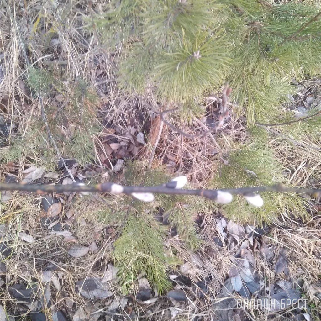 Читатель: Вот такая зима. В Брестской области в Белоозерске зацвели «котики»