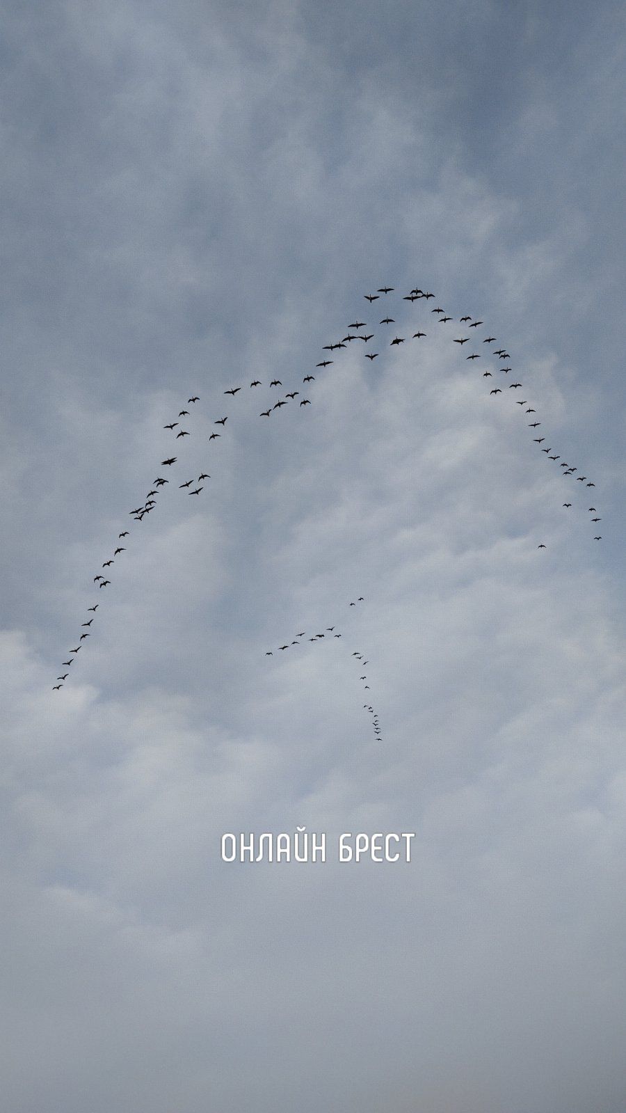 Очевидец: Гуси возвращаются с юга. Фото сделано в Брестской области