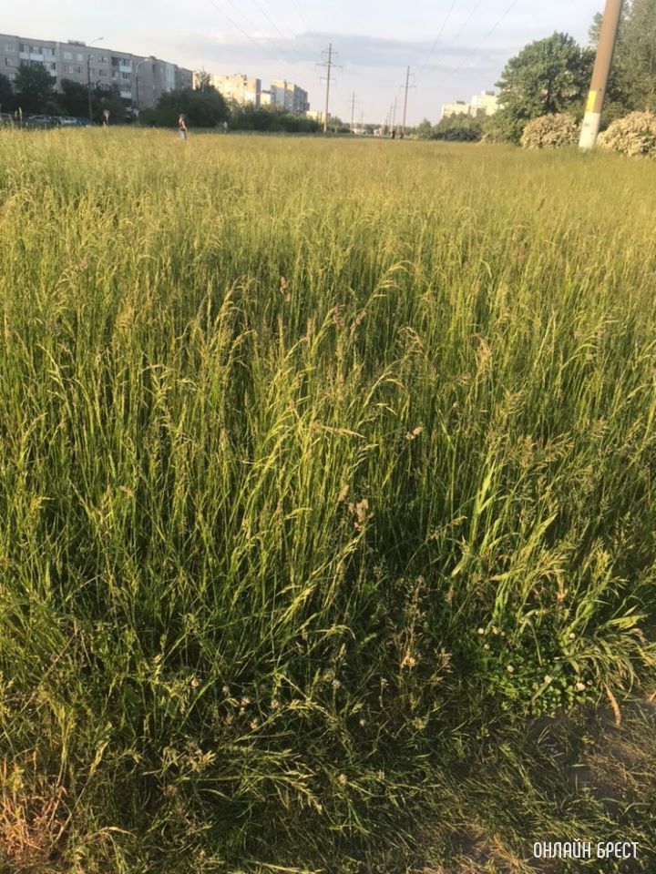 Брест, Восток. Вот такая уже высокая трава, что не видно собаку, когда выгуливаешь
