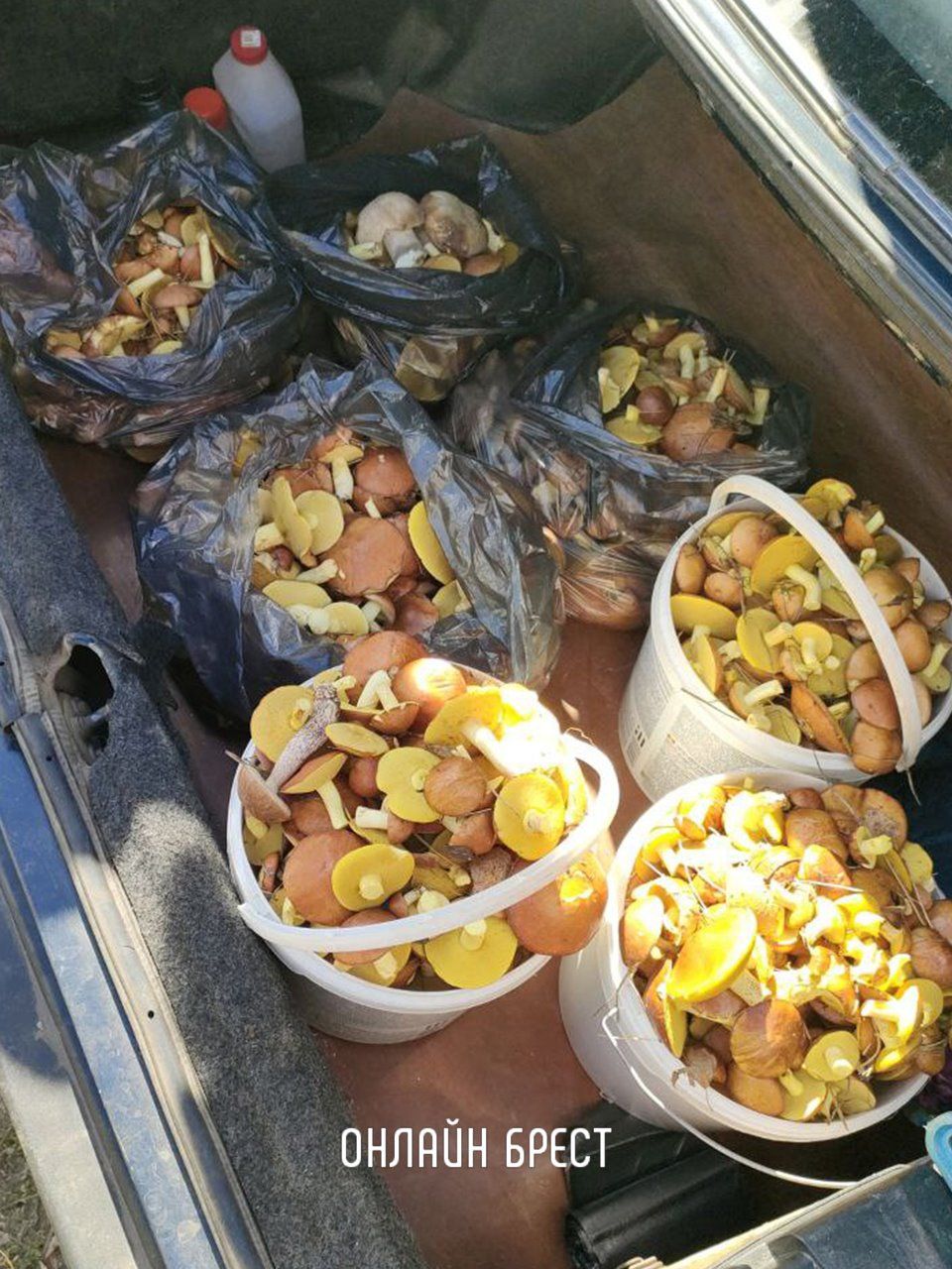 Наши читатели поделились с нами удивительным уловом грибов