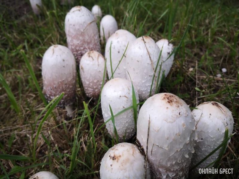 Интересная поляна грибов высыпалась на обочине возле дороги на Красном дворе. Интересно, что это за гриб?