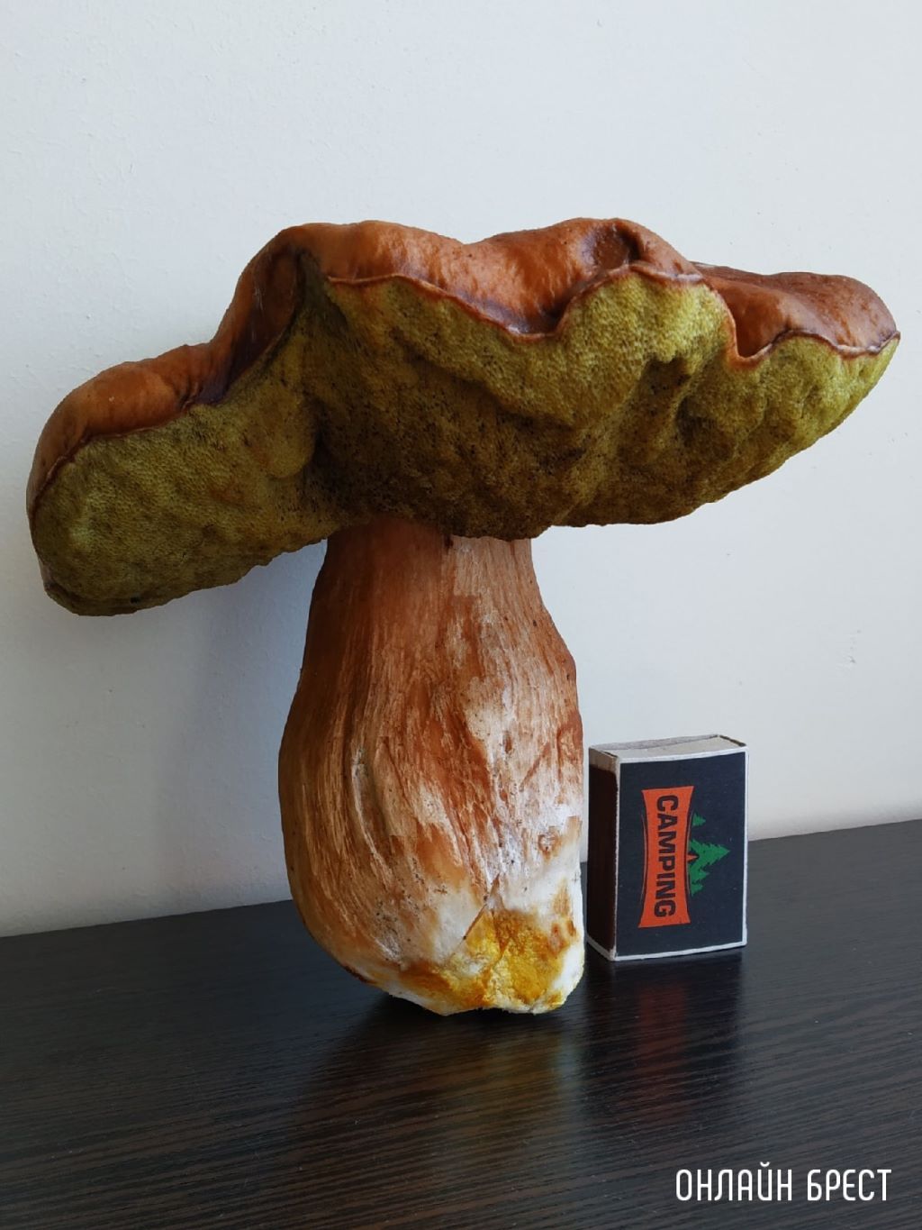 Посмотрите, какой огромный гриб мы нашли в Брестском районе. Старенький, но чистый