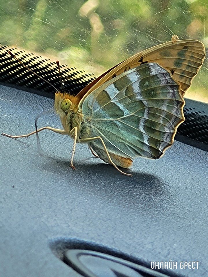 Читатель: Такая красавица прилетела. Удалось сфоткать