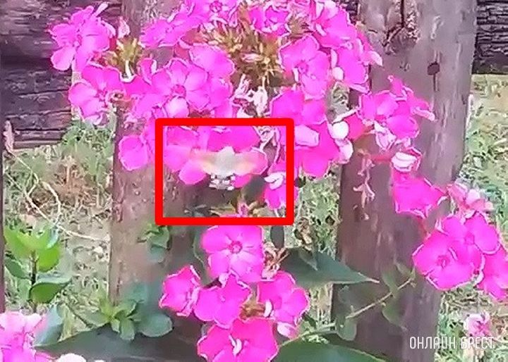 Что это за необычное существо? Видео снято в Дрогичинском районе