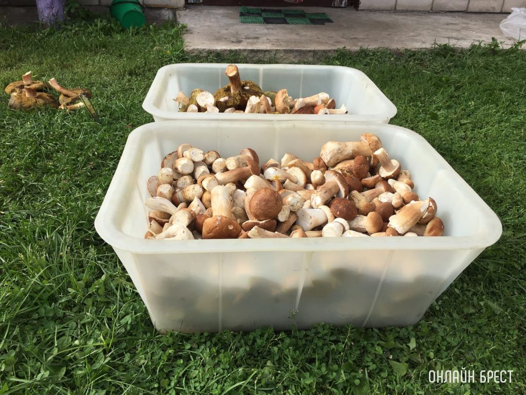 2 человека за 6 часов! Результат грибной «охоты» в Ганцевичском районе