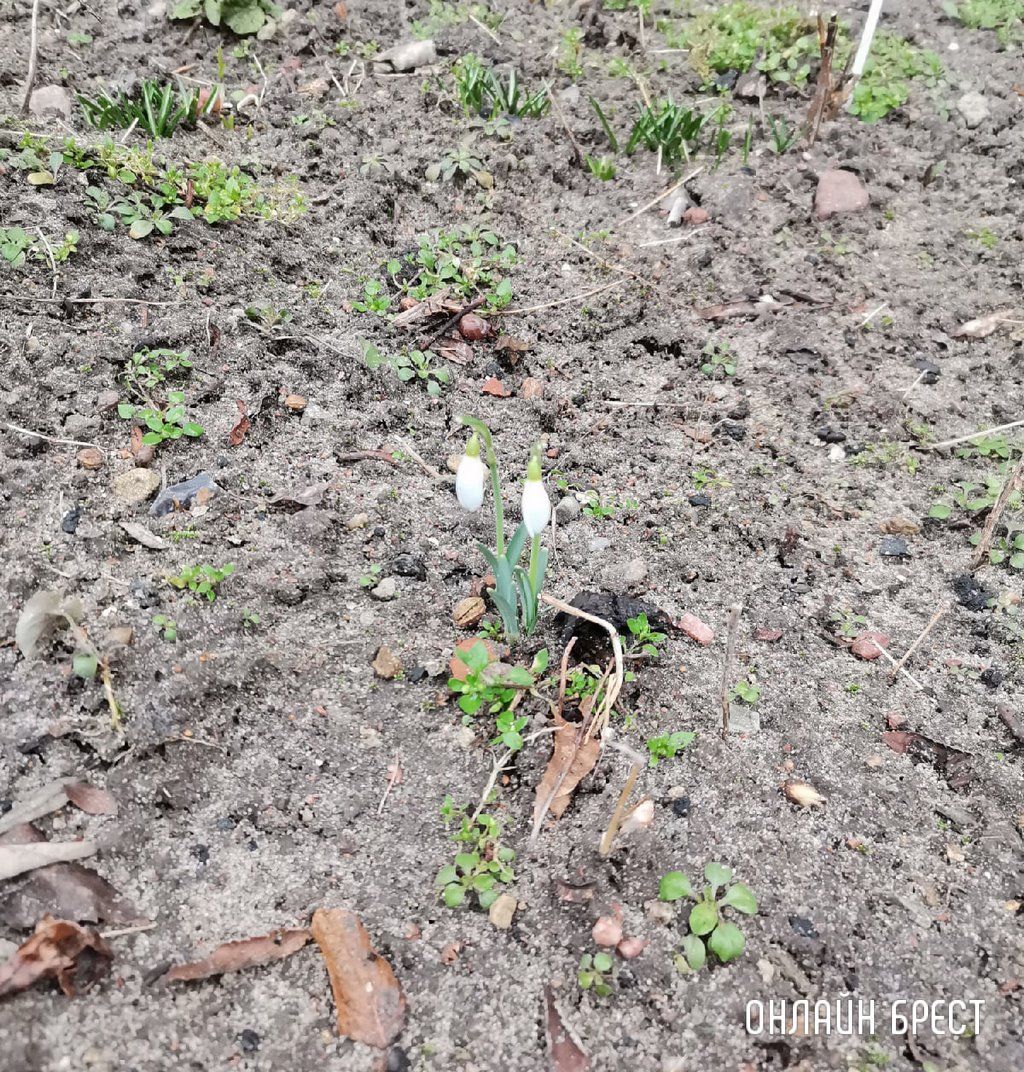 Читатель: Весна уже близко! Фото сделано в Бресте