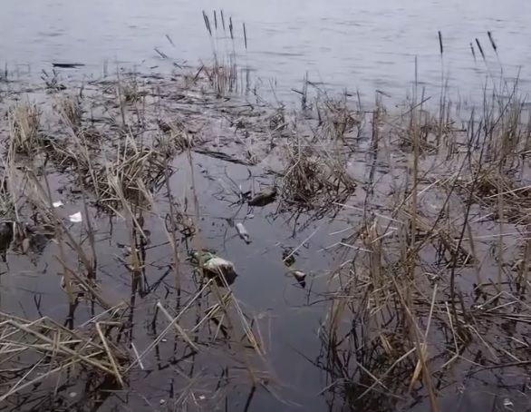 Читатель: Видео снято в Бресте, рядом пляж. Посмотрите, сколько мусора в воде...