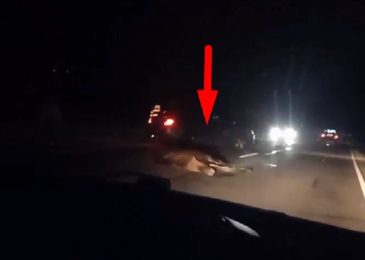 Очевидец: Лежит дикое животное на дороге. Видео снято в Ивацевичском районе