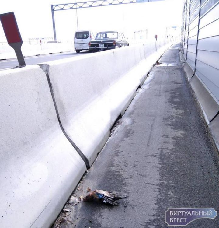 Периодически вижу мертвых птичек на путепроводе с Речицы (новый путепровод Западного обхода)