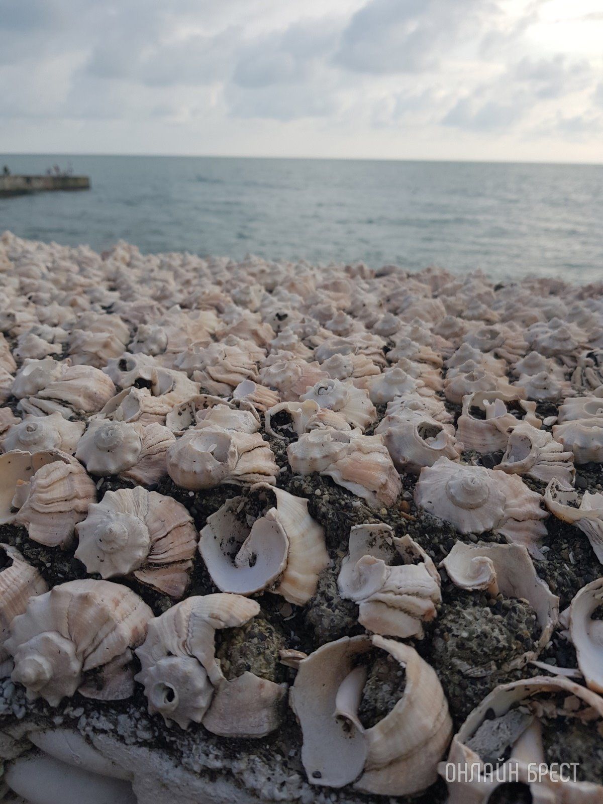 Читатель: Привет Бресту из Адлера!