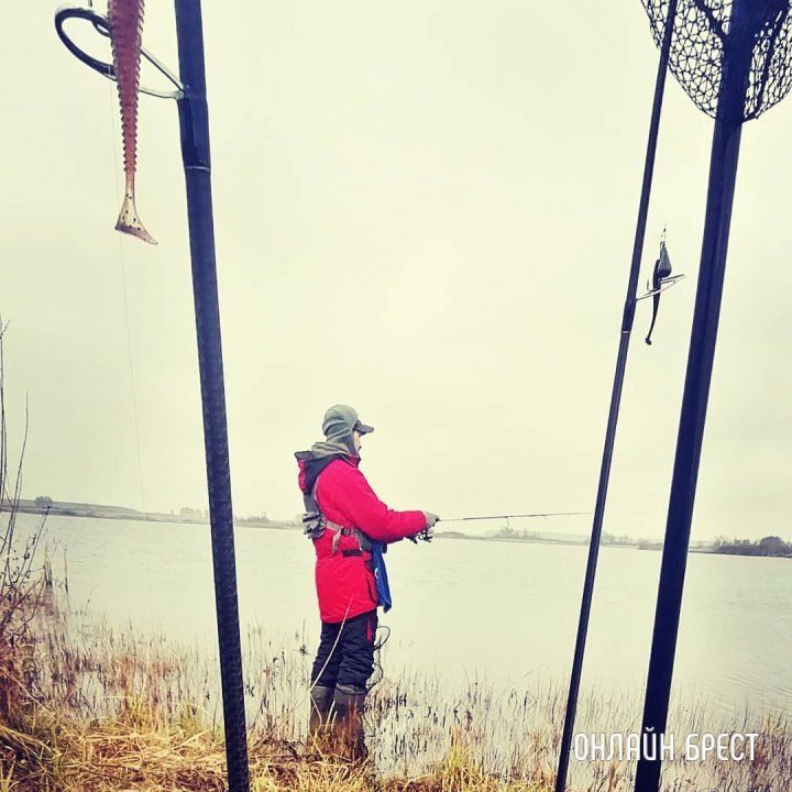 Читатель: Брестский кубок по ловле хищной рыбы с берега «Западный кордон 2021» (13 ноября, 2021 год)