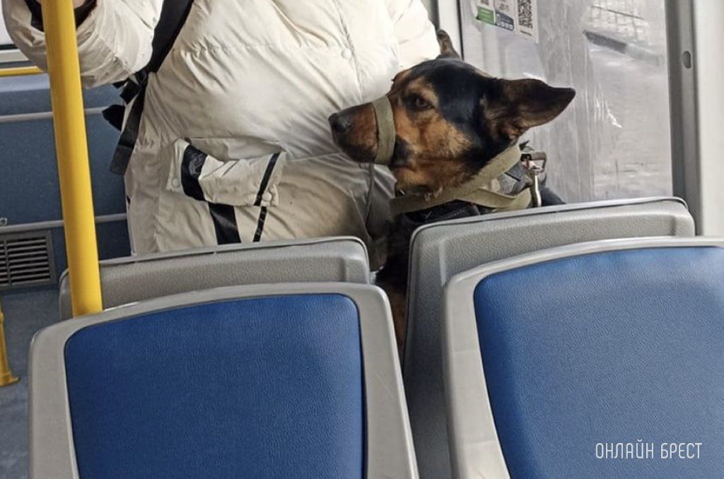 Читатель: Разве это нормально, когда собака сидит на сидении в общественном транспорте?