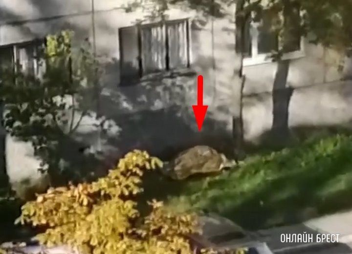 Читатель: Сегодня в Бресте на Гаврилова с 10 этажа упала женщина