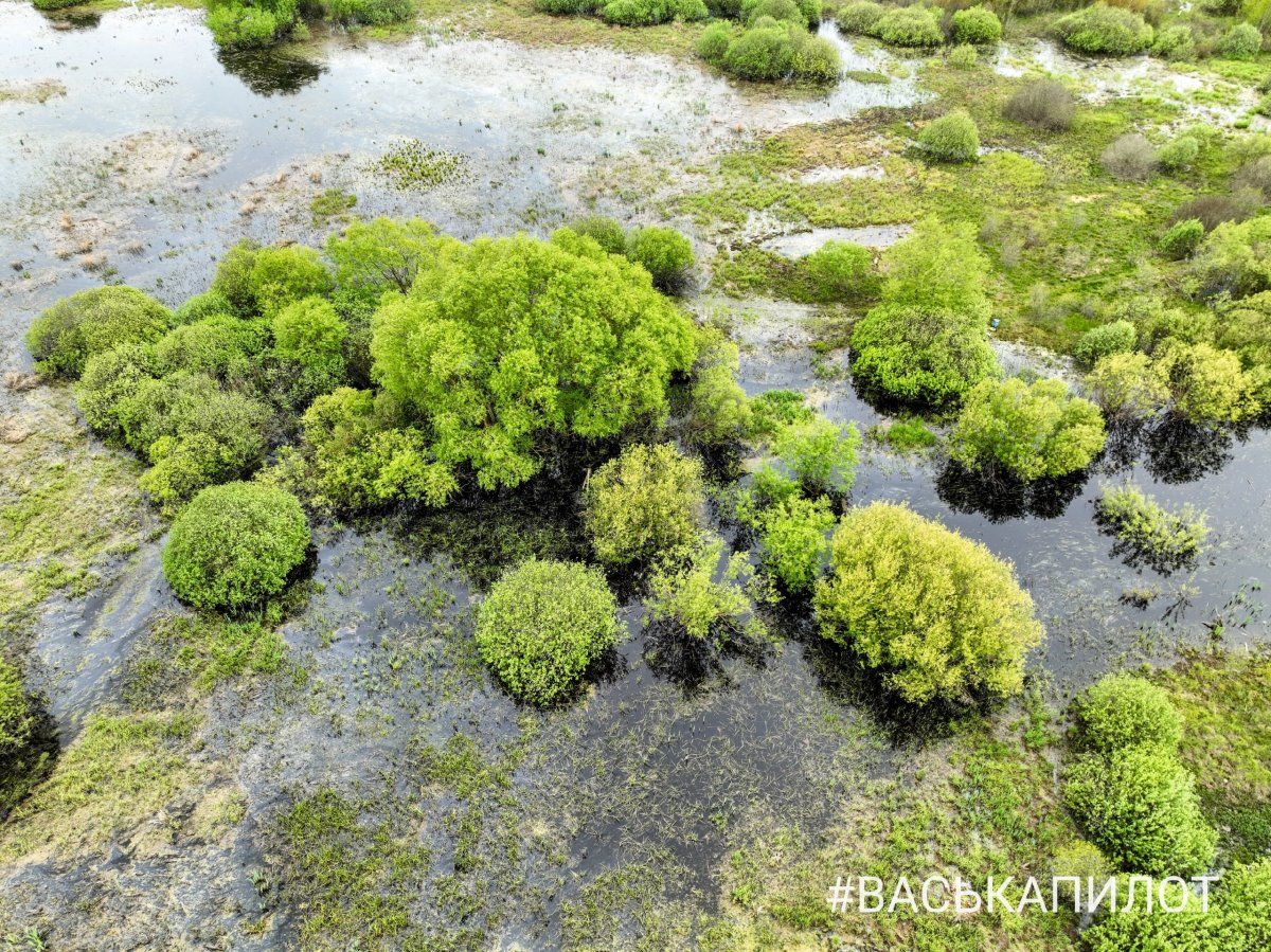 Природа. Кадры сделаны в Брестской области, недалеко от Пинска