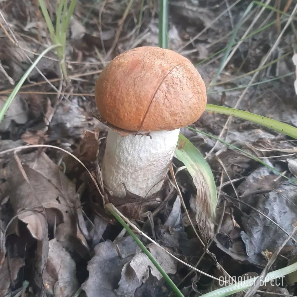 Читатель: Сегодня открыл грибной сезон :) Кобринский район