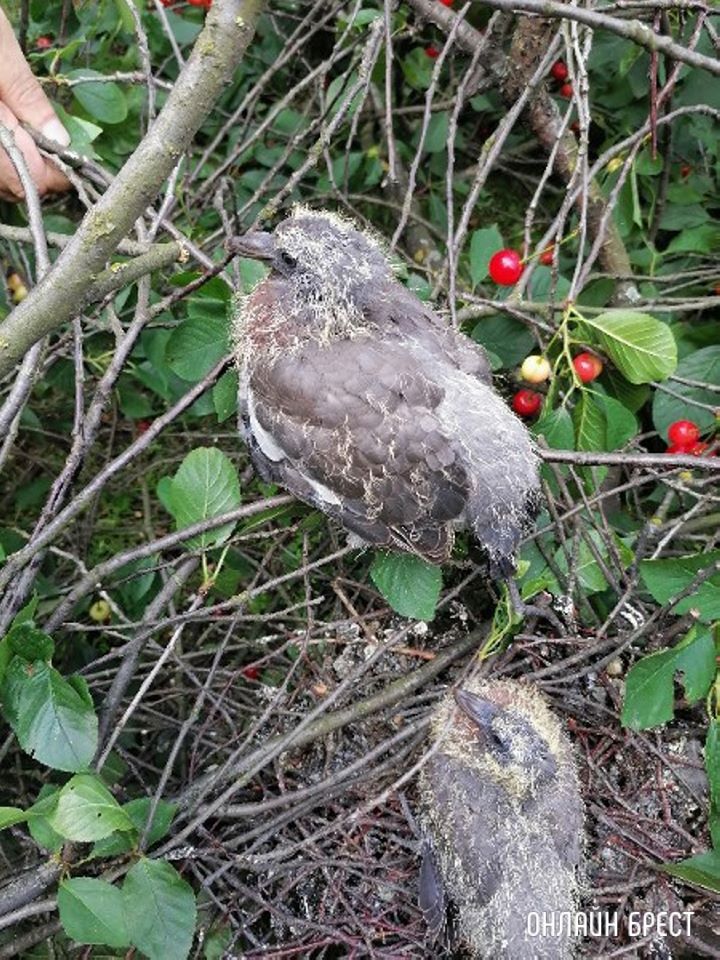 Спилили вишню в Бресте на ул. Янки Купалы, 22 . Зачем?