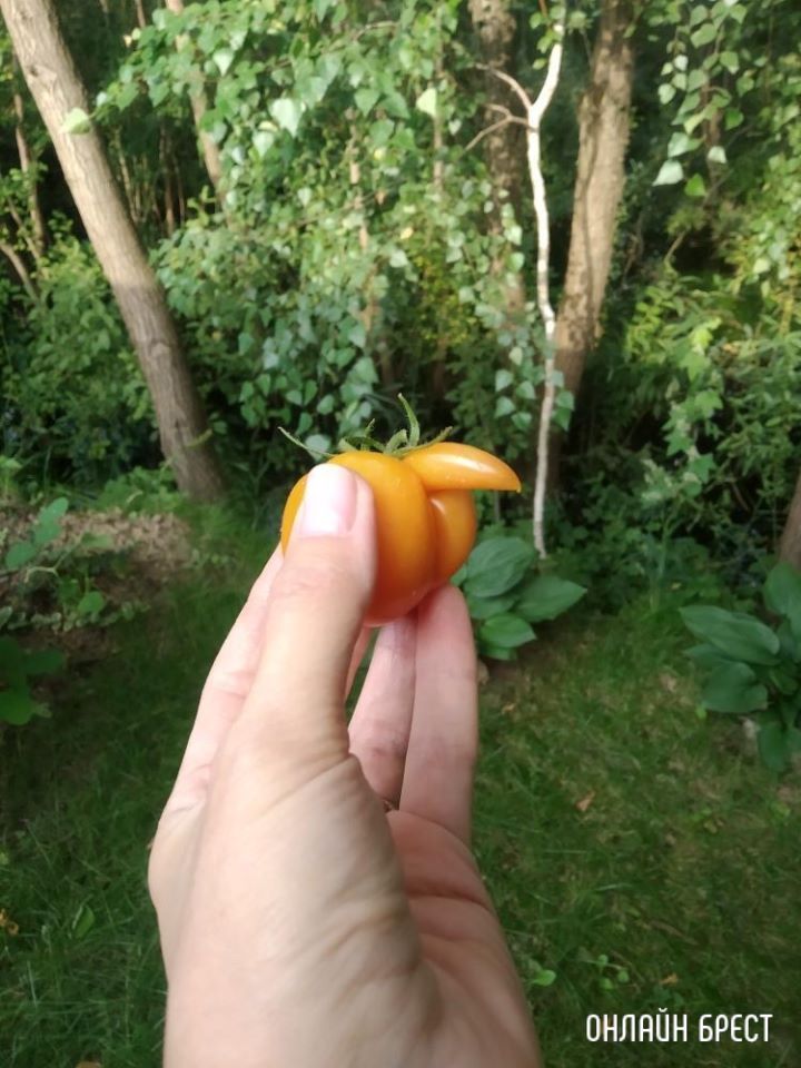 Вот такой забавный помидор вырос у нас в Бресте :)