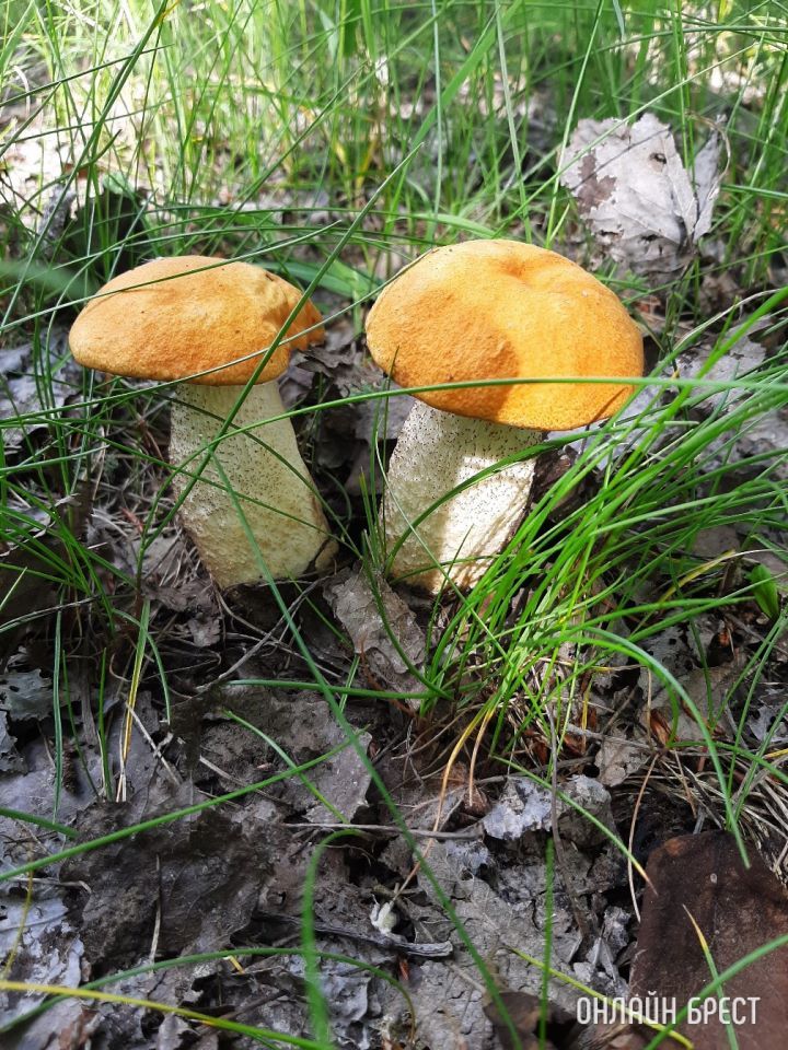 Первые летние грибочки в Брестской области (Кобринский район, деревня Лыщики)