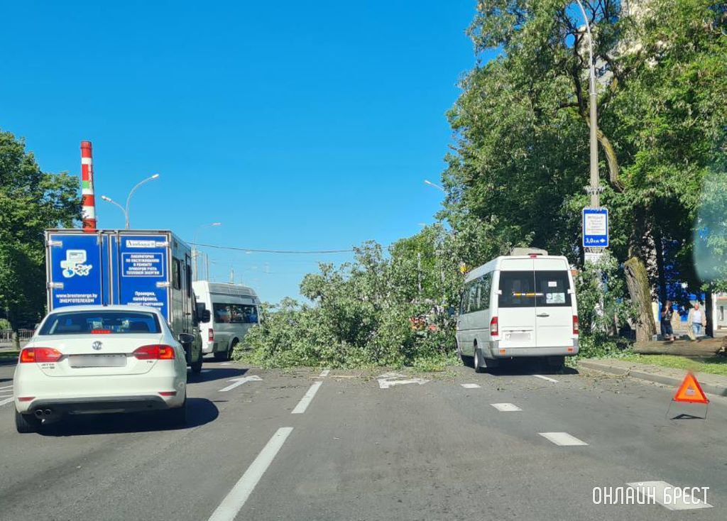 В Бресте на маршрутку упало дерево