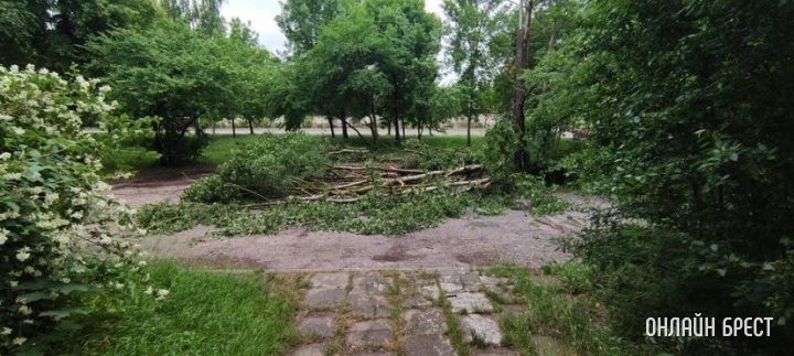 Брест ул. Молодогвардейская 2. За домом раньше стояли машины, теперь лежат деревья